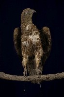 藏品(黑鳶)的圖片